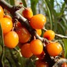 способы применения облепихового масла  облепиховое масло для кончиков волос